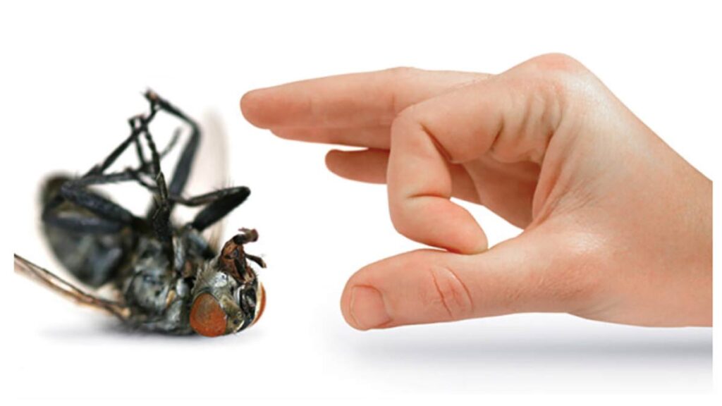 Clean Your House of Pests as well as Insects With the Help of Expert Insect Control Provider